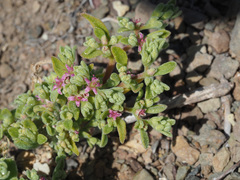 Aizoon portulacaceum