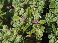 Aizoon portulacaceum