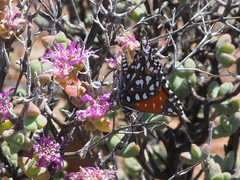 Argyraspodes argyraspis