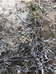 Trichodiadema orientale