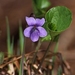 Dwarf Marsh Violet - Photo (c) Boris Bolshakov, some rights reserved (CC BY-NC), uploaded by Boris Bolshakov