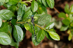 Eusynthemis guttata