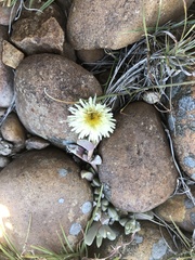 Corpuscularia lehmannii