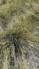 Chionochloa macra