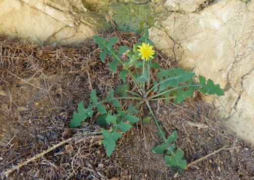 Common Sow Thistle