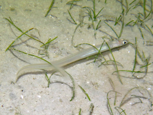 Tropical Conger