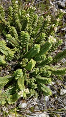 Veronica buchananii
