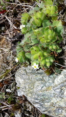 Myosotis brevis