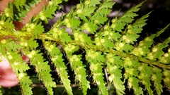Polystichum cystostegium