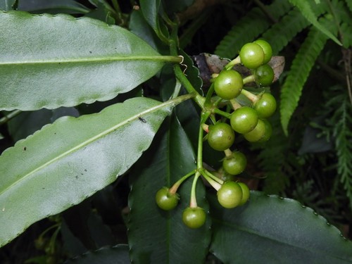 Ardisia virens