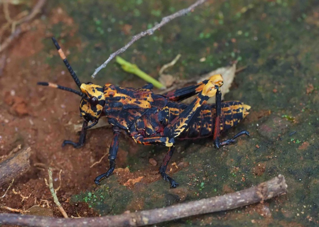 Loveridgacris tectifera