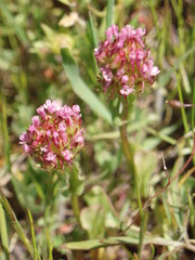 Plectritis ciliosa