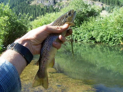 Salmo trutta