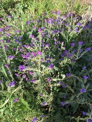 Echium judaeum