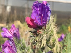 Echium judaeum