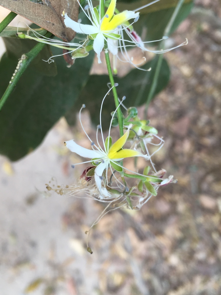 Capparis micracantha (Capparis micracantha)