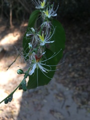 Capparis micracantha