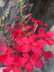 Plumbago indica