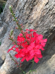 Plumbago indica