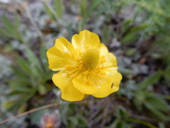 Ranunculus cardiophyllus