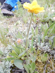 Ranunculus cardiophyllus
