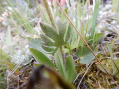 Ranunculus cardiophyllus