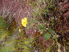 Ranunculus cardiophyllus