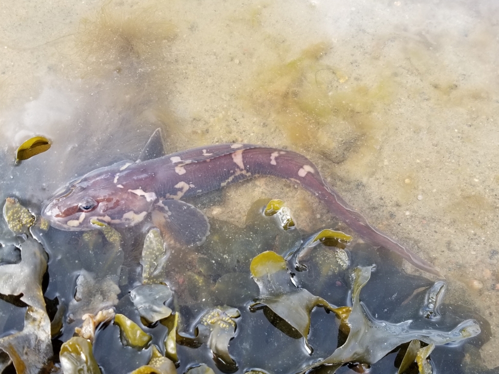 Zadelpuitaal (Lycodes mucosus) — Zoarcidae