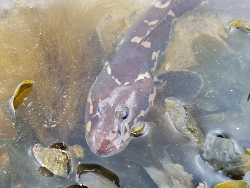 Saddled eelpout (Lycodes mucosus) — Zoarcidae — 2