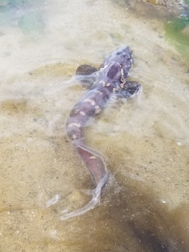 Saddled eelpout (Lycodes mucosus) — Zoarcidae — 3
