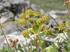 Bupleurum triradiatum