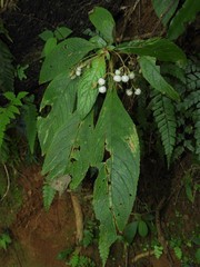 Rhynchotechum discolor