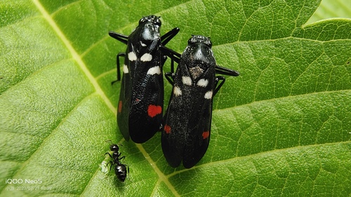 Sugarcane Spittlebug