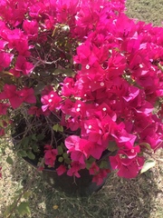 Bougainvillea