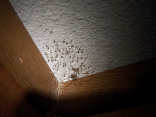 Pholcidae
