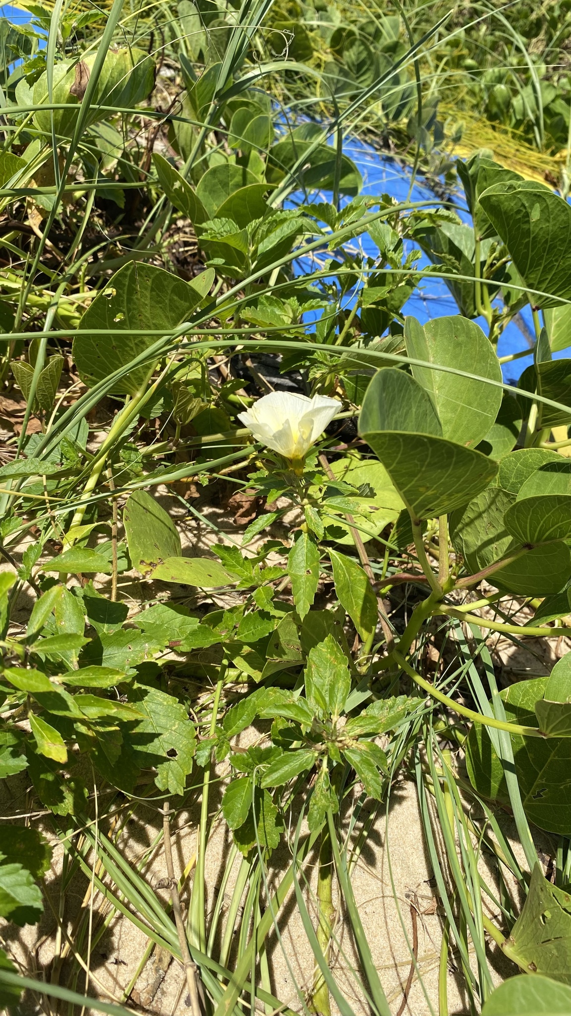 Ipomoea imperati