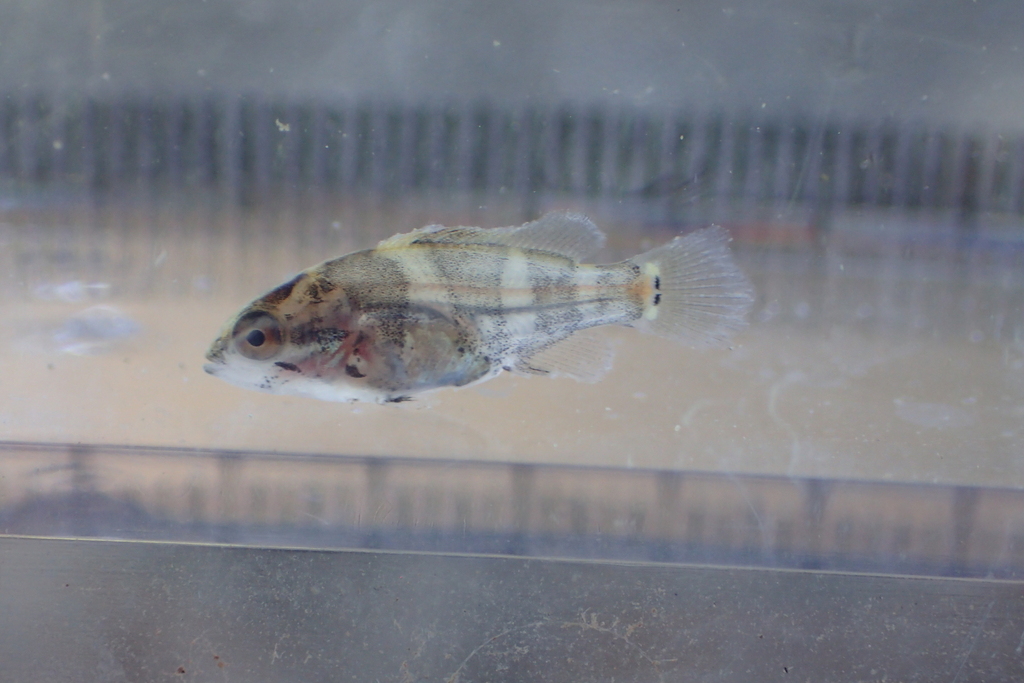 Japanese Perch in August 2023 by hakkahamushi · iNaturalist