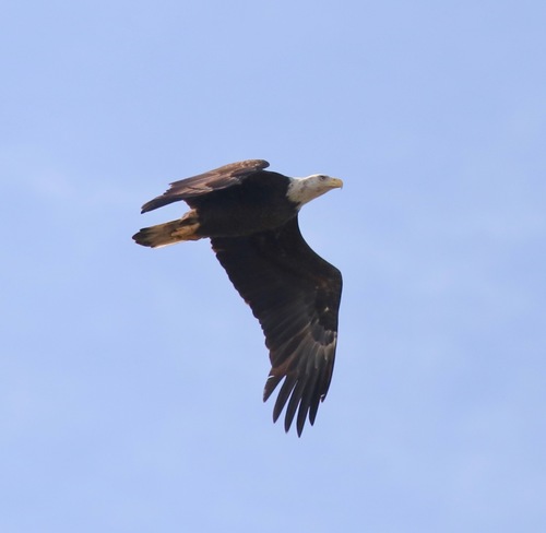 Bald Eagle