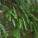 Lepisorus fortuni - Photo (c) mitrastemon, algunos derechos reservados (CC BY-NC), subido por mitrastemon