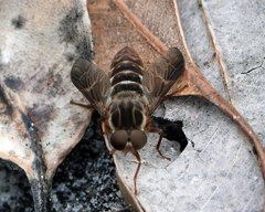 Tabanomorpha