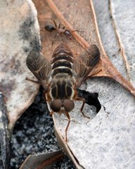 Tabanomorpha