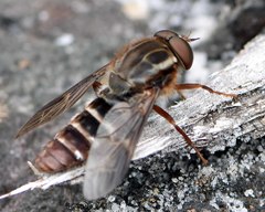 Tabanomorpha
