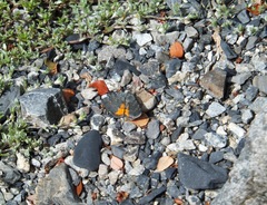 Paranotoreas brephosata