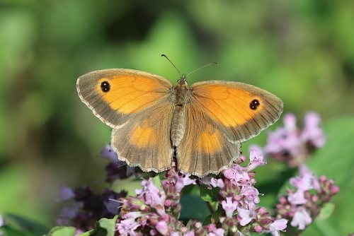 Pyronia tithonus