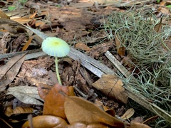 Leucocoprinus fragilissimus image