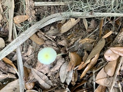Leucocoprinus fragilissimus image