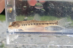 Japanese Striped Loach photo 2