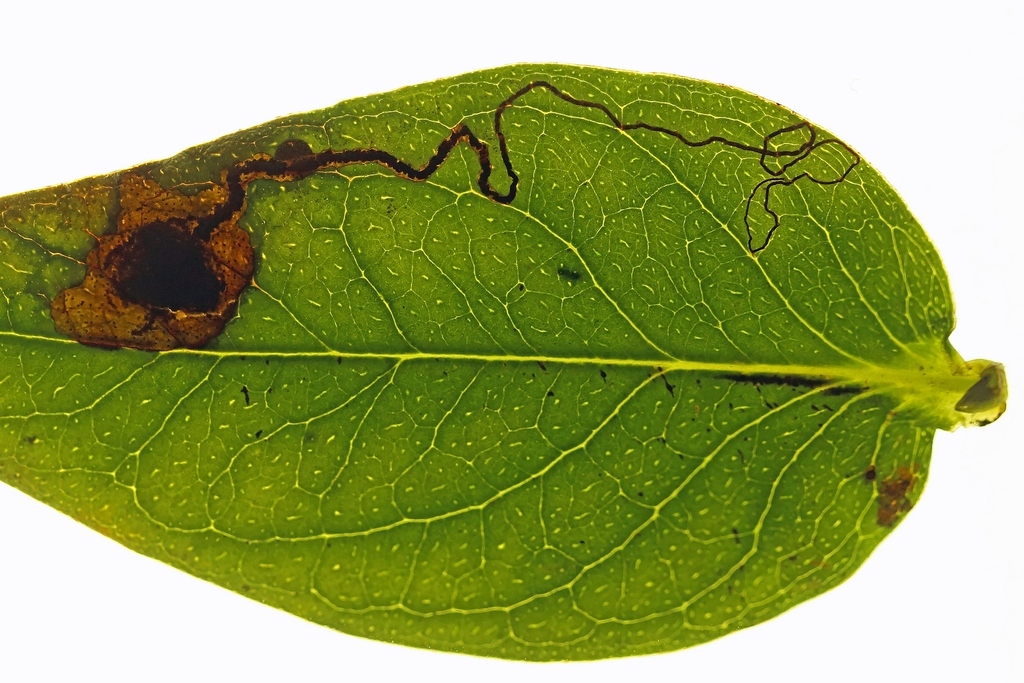 Hypericum Pigmy