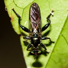 Laphriini