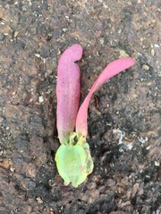 Dipterocarpus alatus